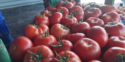W tonach sprzedajemy pomidory wysokiej jakości odmiany z Turcji.