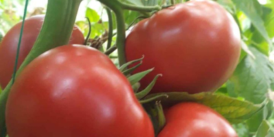 W tonach sprzedajemy pomidory wysokiej jakości odmiany z Turcji.