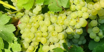 Muszę sprzedać Muscat Ottonel, Merlot i Musztarda Winogrona oraz