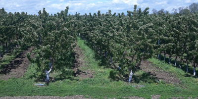 Do sprzedania mikro gospodarstwo o powierzchni 5,5 ha sadu