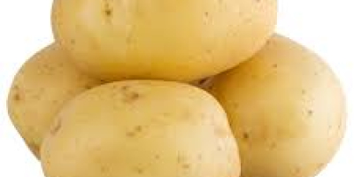 fresh harvest of potatoes available for export in Denmark