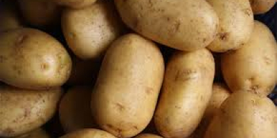 fresh harvest of potatoes available for export in Denmark