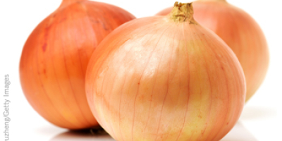 Fresh harvest of red and yellow onion available for