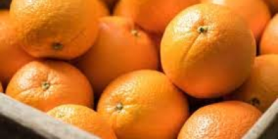 Posiadaj farmę w Nagpur w stanie Maharasztra. Pomarańcze są