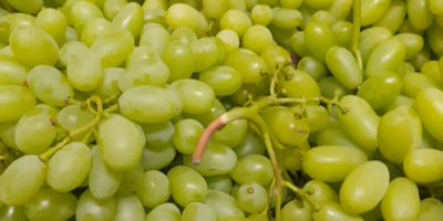 Pilnie -Do sprzedania winogrona bez pestki ,15 kal. w