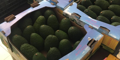 Avocado Hass, Cal 12-14-16-18-22-24, Cat.1 Origin Michoacan and Jalisco,