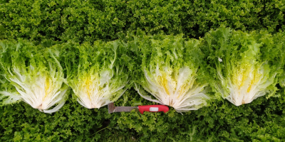 Sprzedaż sałat, cykorii i radicchio.