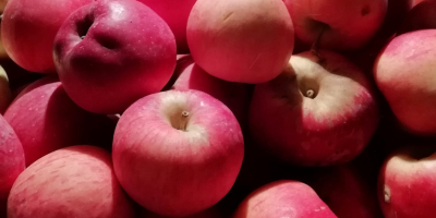 Sprzedaję jabłka ionatan, idared i florina. sędzia Arges, gmina