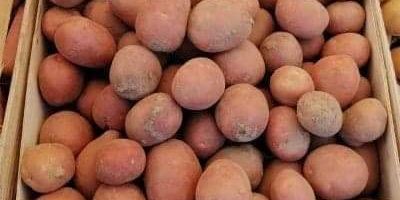 Ziemniaki jadalne Bellarosa