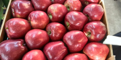Начались продажи разных сортов яблок из Турции, размер от