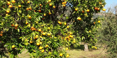 Sprzedam 100% czyste naturalne i niechemiczne mandarynki, klementynki i