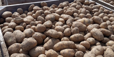Sprzedam ziemniaki jadalne pakowane w worki 15 kg ziemniaki
