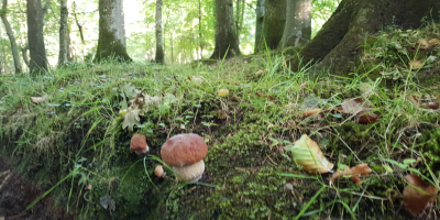Mam do zaoferowania grzyby suszone.Grzyby zbierane wyłącznie na własny
