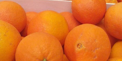 Sprzedam pomarańcze navelina 22 t cena za kg 4,30