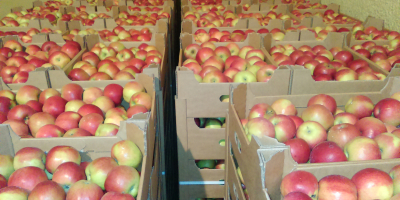Sprzedam duże ilości jabłek różnych odmian bezpośrednio od producenta,