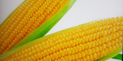 Sprzedam kukurydzę 0,80 kg. Kukurydza na sprzedaż 0,80 €