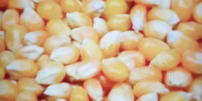 Sprzedam kukurydzę 0,80 kg. Kukurydza na sprzedaż 0,80 €