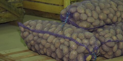 Ziemniaki sortowane 80 gr - 1kg Ziemniak Vineta -
