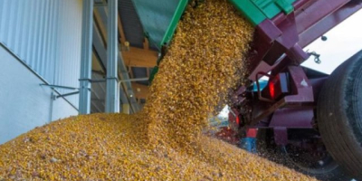 Sprzedaję ziarna kukurydzy. ilość 1000 ton. lokalizacja Bihor, Rumunia.