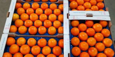 W bieżącej ofercie pomarańcze czerwone Tarocco /Moro oraz cytryny