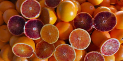 W bieżącej ofercie pomarańcze czerwone Tarocco /Moro oraz cytryny