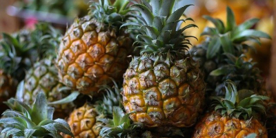 Sprzedam ananasy z Ekwadoru ilości hurtowe. Email: Info@agriazula.es, tel: +34 605 152 265