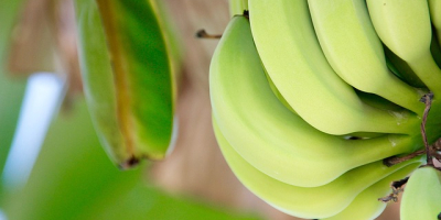 Sprzedam banany z Ekwadoru ilości hurtowe. Email: Info@agriazula.es, tel: