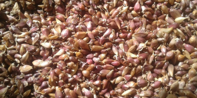 Nasiona czosnku (VOZDUSHKA) odmiana „SOFIEVSKY” 100% kiełkowania Nasiona czosnku