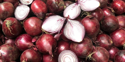 Red onions 30 tons of red 40/60mm 30 tons