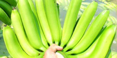 Zaopatrzenie w banany - Dostawcy hurtowi Banan jest jednym