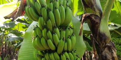 Zaopatrzenie w banany - Dostawcy hurtowi Banan jest jednym