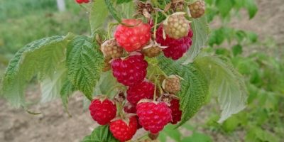 W 100% naturalne maliny karmione wyłącznie organicznymi nawozami. Plantacja