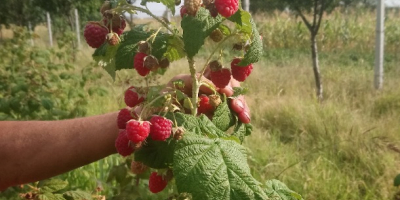 W 100% naturalne maliny karmione wyłącznie organicznymi nawozami. Plantacja