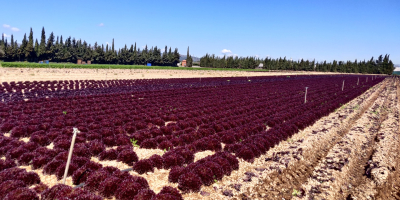 Różne rodzaje sałaty czerwonej, produkowane z najwyższymi certyfikatami UE.