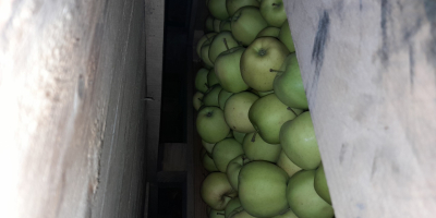 Producent jabłek z Polski sprzedam GOLDENA za wagę w