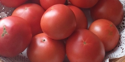 Piękny pomidor z Grecji prosto z Salonik cena w