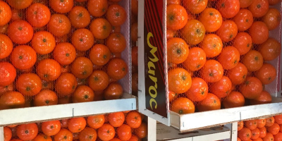 „AGRUMCO to firma rodzinna, zlokalizowana w mieście Beni Mellal