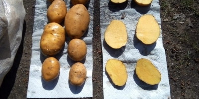 Dzień dobry. Oferujemy ziemniaki wczesne AGRIA. Dostawa z Iranu