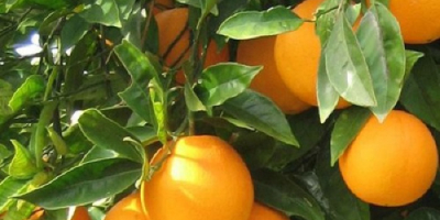 Produkt Świeży pępek Pomarańczowy pochodzenie Turcja Temperatura w pojemniku
