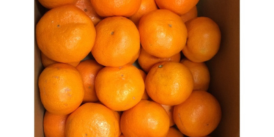 Produkt Świeży pępek Pomarańczowy pochodzenie Turcja Temperatura w pojemniku