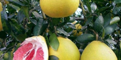 Smakuje słodko i cierpko i waży 1-1,5 kg. Są