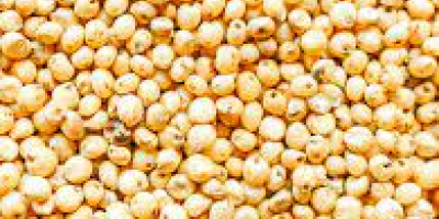 Sorgo czerwono-białe Wilgotność - max. 14,0%; domieszka do śmieci