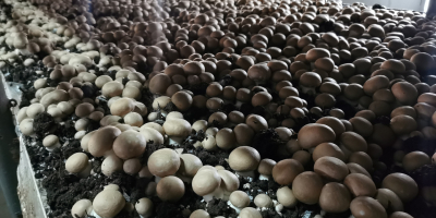 Wir bieten braune Pilze und Portabello direkt vom Hersteller