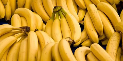 Nazwa produktu Świeży banan Cavendish Duży rozmiar Z Turcji