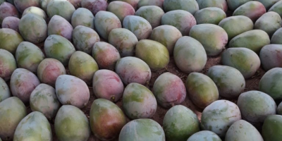 oferowanie mango 1 i 2 klasy z Senegalu, ręcznie
