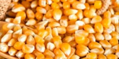 Żółta kukurydza Nazwa produktu 2018 Wysokiej jakości luzem IQF