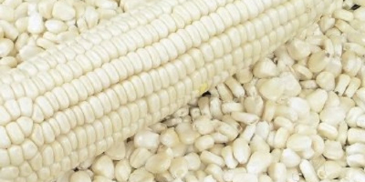 Kukurydza biała Kukurydza Opis Brak GM - BEZ GMO.