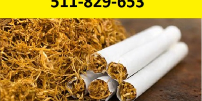 Tytoń papierosowy najlepszej jakości! Ekstra gratisy i promocje dla