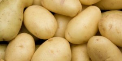Agric Dynamics (Karfasland) Oferuje wysokiej jakości ziemniaki gotowe do