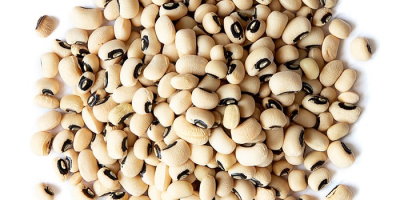 Najwyższej jakości fasola biała Cowpeas Vigna / Fasola Black